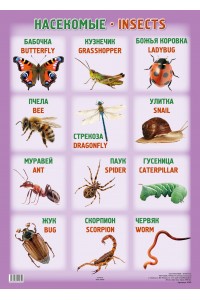 А2 Плакат. НАСЕКОМЫЕ / INSECTS