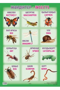 А2 Плакат. ЖӘНДІКТЕР / INSECTS