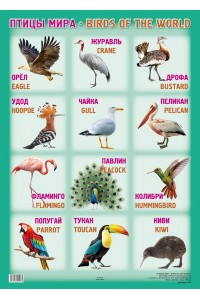 А2 Плакат. ПТИЦЫ МИРА / BIRDS OF THE WORLD 70 х 50 см