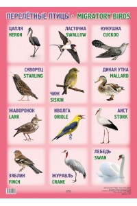 А2 Плакат. ПЕРЕЛЁТНЫЕ ПТИЦЫ / migratory birds
