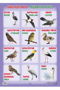 А2 Плакат. Жыл құстары / MIGRATORY BIRDS