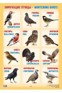 А2 Плакат. ЗИМУЮЩИЕ ПТИЦЫ / wintering birds