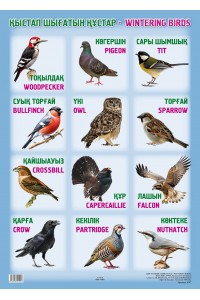 А2 Плакат. Қыстап шығатын құстар / wintering Birds