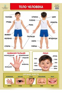 А2 плакат. Тело человека