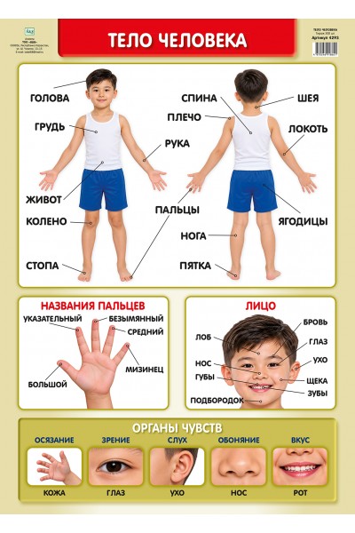 А2 плакат. Тело человека