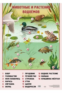 Животные и растения водоёмов
