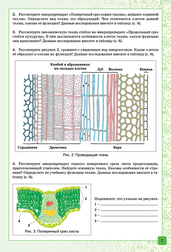 Лабораторная по биологии ткани